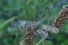 210467 – Photo : ORCHALLAN – France (44)