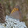 210522 – Photo : ORCHALLAN – France (44)