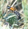 210733 – Photo : ORCHALLAN – France (44)