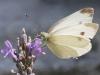 210531 – Photo : Alain Gérard – France (31)