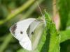 210496 – Photo : Alain Gérard – France (31)