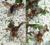 Ectophasia sp.