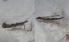 210903 – Photo : Dominique THAUVIN – France (45)