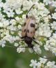 210456 – Photo : Catherine Reymonet-Smitten – France (19)