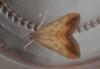 210092 – Photo : Dominique THAUVIN – France (45)
