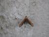 210499 – Photo : Augustin Soulard – France (27)