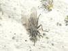 210981 – Photo : Maxime Bodhuin – France (62)