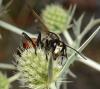 210774 – Photo : Liliane Delattre – France (30)