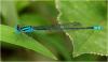 Paracercion melanotum