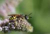 210241 – Photo : Marc Solari – France (68)