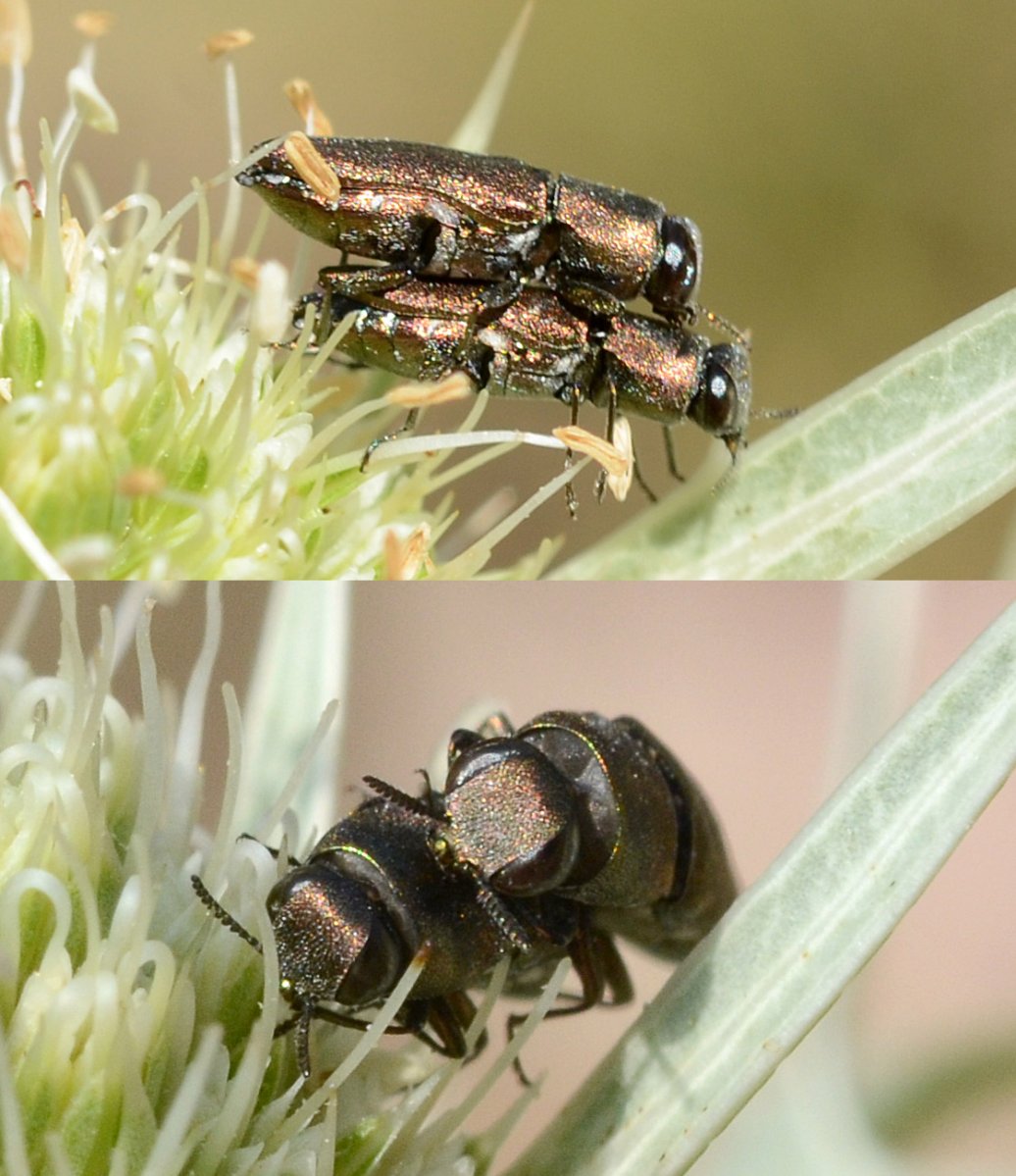 Liliane Delattre - Agrilus sp. - réf. 210480 (1036 x 1199 pixels, 177 ko)