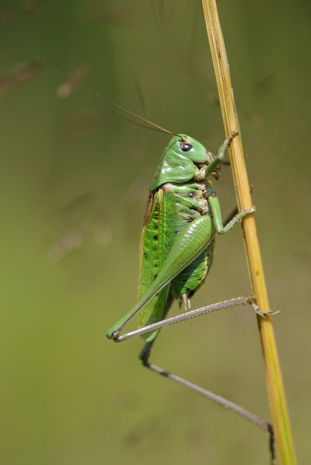 Olivier Pouvreau - Decticus verrucivorus verrucivorus - réf. 210966 (1004 x 1500 pixels, 94 ko)