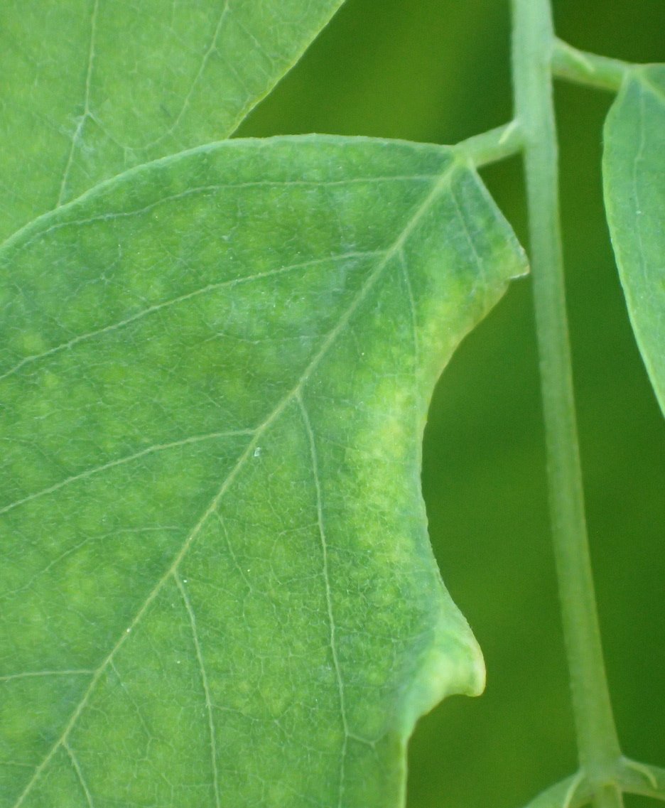 Catherine Reymonet-Smitten - Obolodiplosis robiniae - réf. 210477 (936 x 1137 pixels, 149 ko)