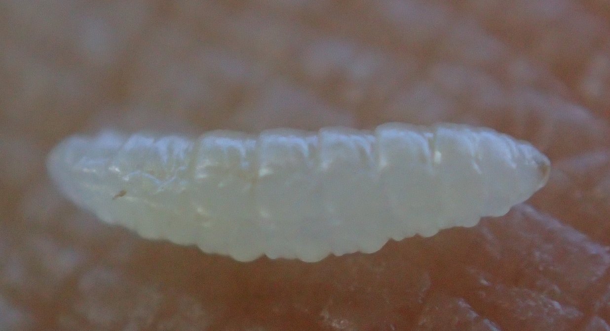 Catherine Reymonet-Smitten - Obolodiplosis robiniae - réf. 210479 (1236 x 670 pixels, 96 ko)