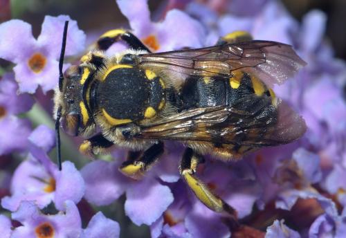 Anthidium florentinum