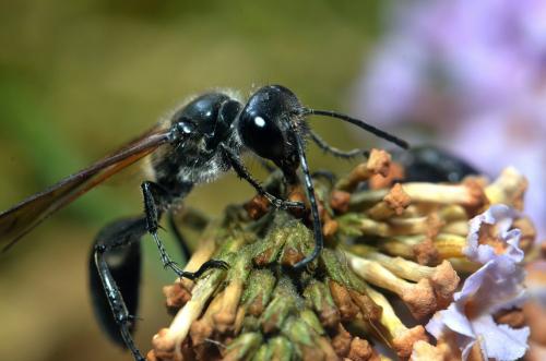 Isodontia mexicana