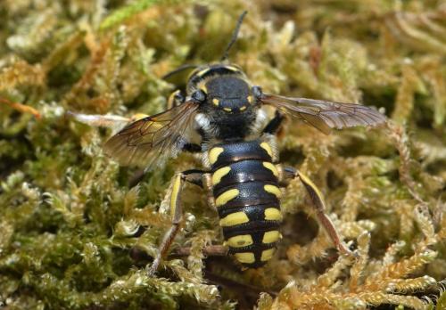 Anthidium florentinum