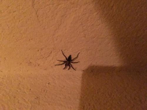 Scotophaeus sp.