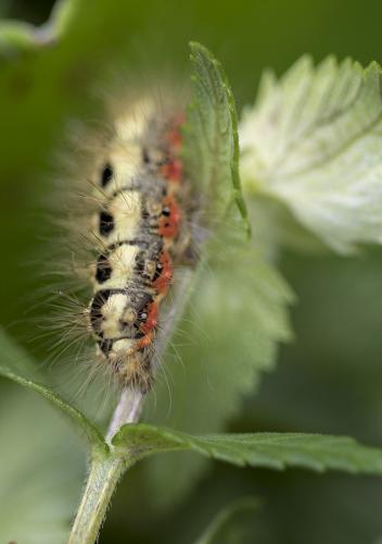 Réf. 211 697 : Acronicta euphorbiae