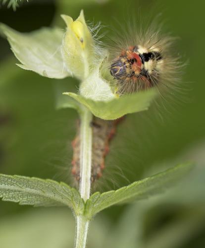 Réf. 211 698 : Acronicta euphorbiae