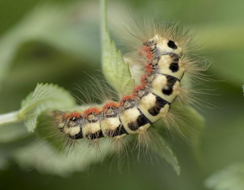 Réf. 211 699 : Acronicta euphorbiae