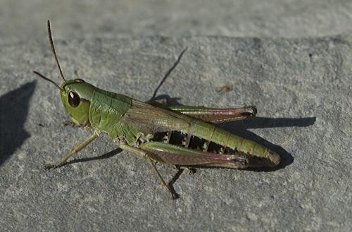 Pseudochorthippus parallelus parallelus