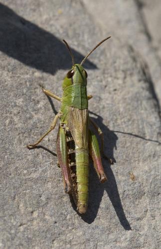 Réf. 211 901 : Pseudochorthippus parallelus