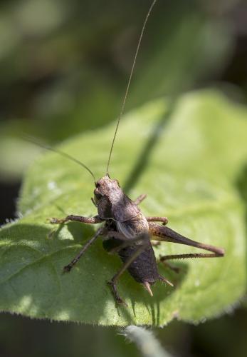 Réf. 211 791 : Pholidoptera griseoaptera