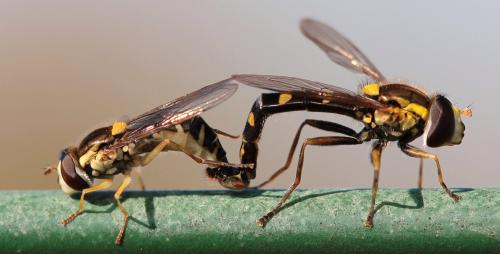 Réf. 211 184 : Sphaerophoria scripta