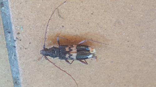 Réf. 211 471 : Phoracantha semipunctata