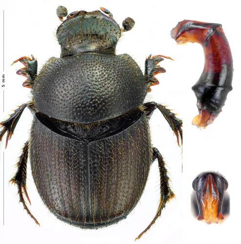Onthophagus ruficapillus