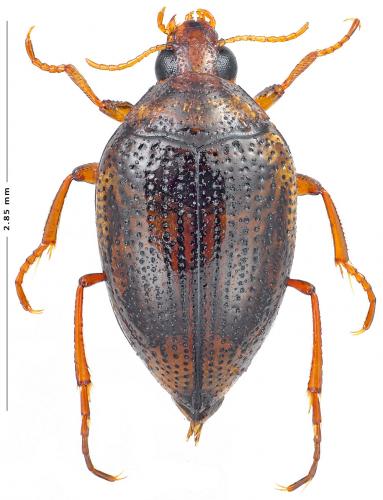 Haliplus heydeni