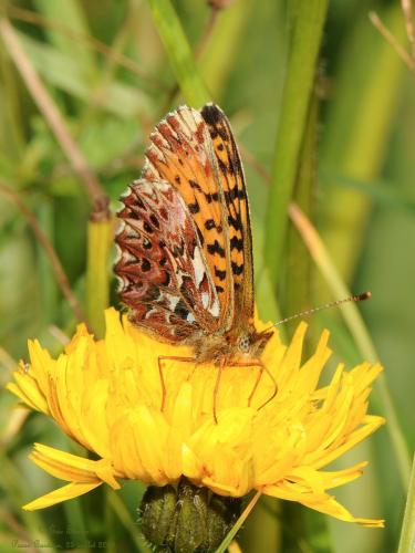Boloria titania