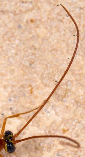 Réf. 211 234 : Enicospilus sp.