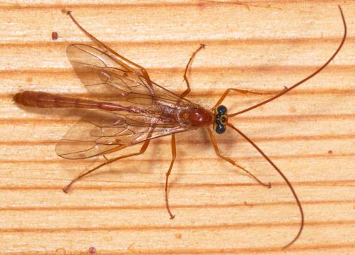 Réf. 211 182 : Enicospilus sp.