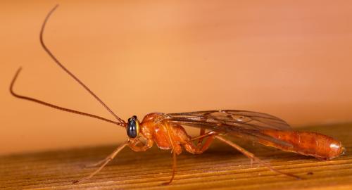 Réf. 211 183 : Enicospilus sp.