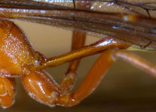 Réf. 211 192 : Enicospilus sp.
