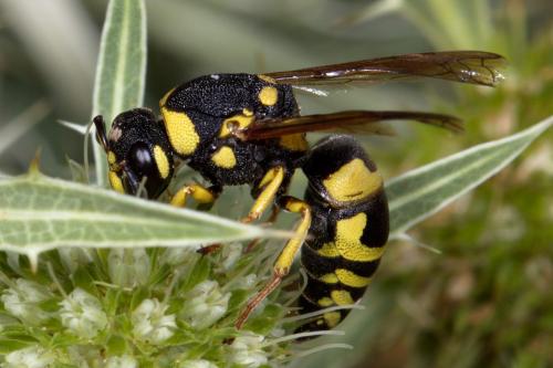 Euodynerus dantici
