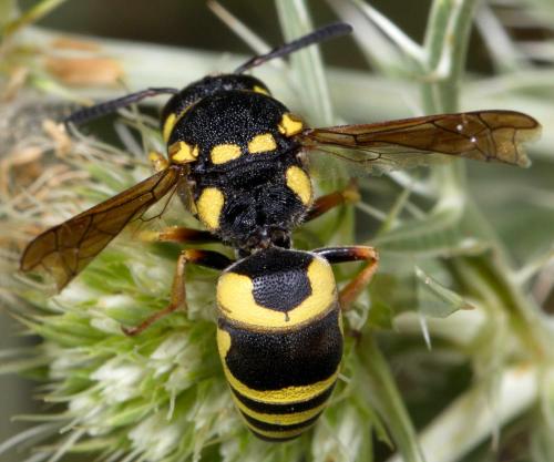 Euodynerus dantici