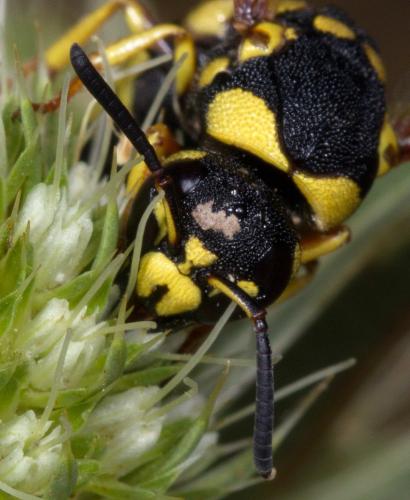 Euodynerus dantici