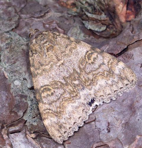 Réf. 211 432 : Catocala nupta
