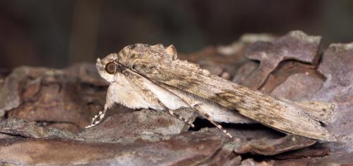 Réf. 211 433 : Catocala nupta