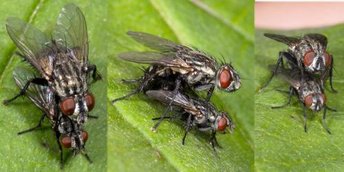 Sarcophaga sp.