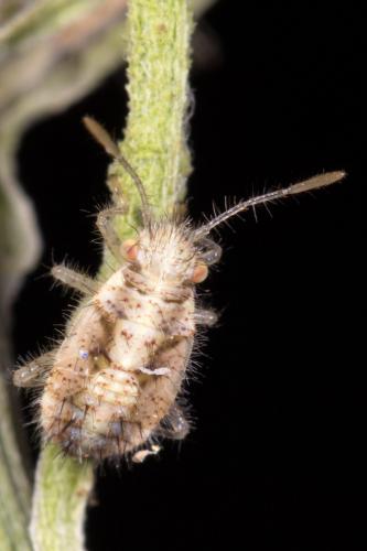 Brachycarenus tigrinus