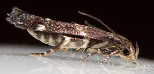 Mompha subbistrigella