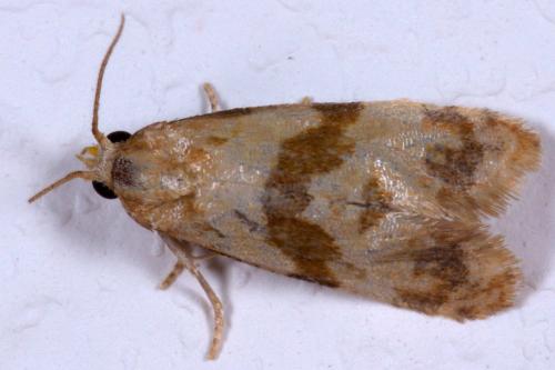Réf. 211 909 : Phalonidia contractana