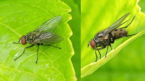 Helina sp.