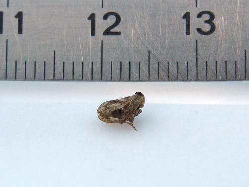 Latilica maculipes