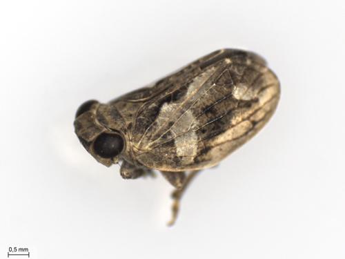 Latilica maculipes