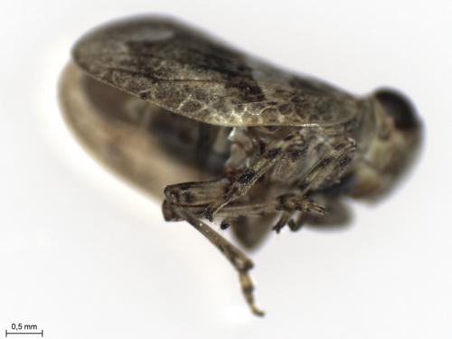 Latilica maculipes